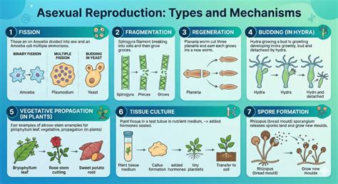 MODES OF REPRODUCTION USED BY SINGLE ORGANISMS – The Bio Brief