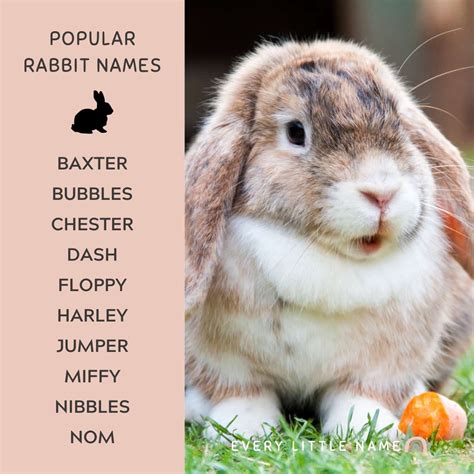 230+ Best Rabbit Names for Your Pet Bunny - Every Little Name
