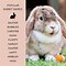 Image result for Bunny Grown White Cute