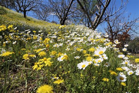 KAPLAN BUTIK PANSIYON (Tire) - Hotel Reviews & Photos - Tripadvisor