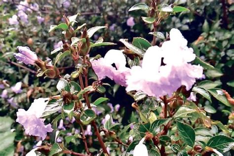 Amid corona gloom, Kurinji blooms in The Nilgiris