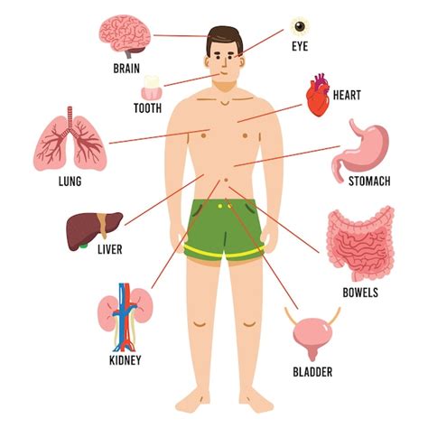 Interne organen van het menselijk lichaam | Premium Vector