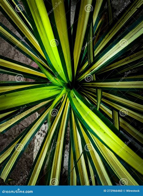 Top View of a Variegated Yucca Plant with Yellow Stripes Stock Photo ...