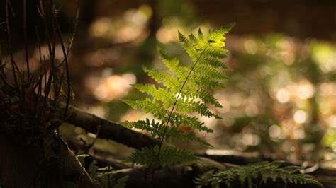 Download wallpaper 1920x1080 fern, plant, light full hd, hdtv, fhd ...