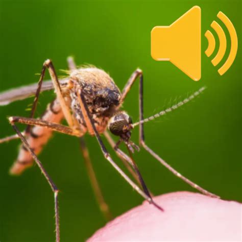 Mosquito Device Sound 的图像结果