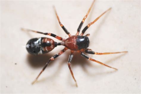 Gallery – Araneae of India