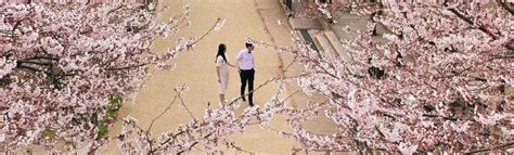 Cherry Blossom Hunting Tour from Seoul - Klook India