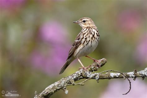 Kuvatulokset haulle pipit