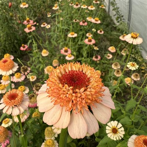 Organic Zinnia Seed - Zinderella Peach