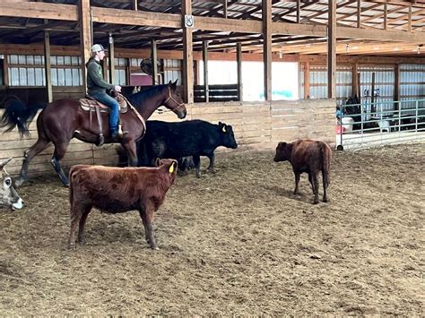 Intro To Cattle Mini-Clinic: February 2024, Cowboy Perseverance Ranch ...