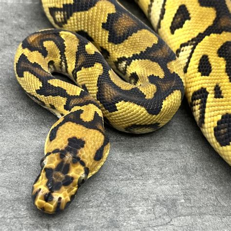 Image result for Spotnose Ball Python