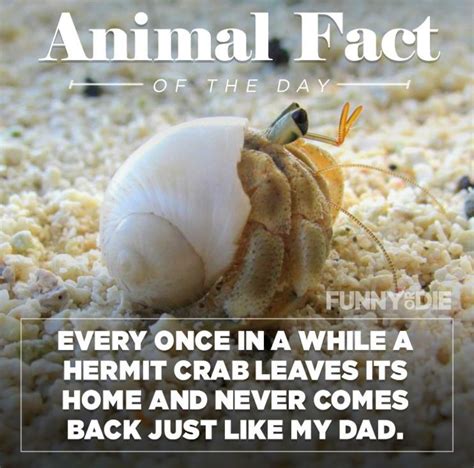 Image result for Random Fun Facts