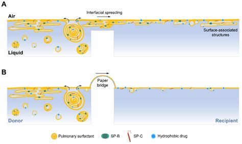 Beyond the Interface: Improved Pulmonary Surfactant-Assisted Drug ...