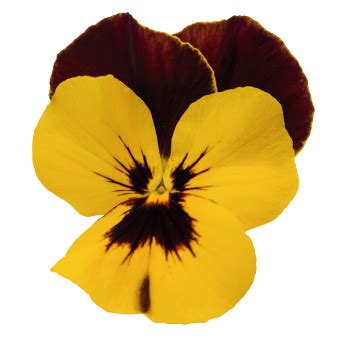 Viola Highflyer Yellow Red Wing Flower Seeds – ChhajedGarden.com