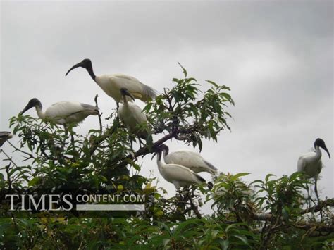 Migratory birds Travel Photo Migratory birds are spotte...
