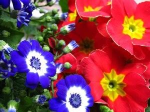 Biosnyg CINERARIA HANSA GRANDIFLORA FLOWER SEEDS [200 Seeds] Seed Price ...