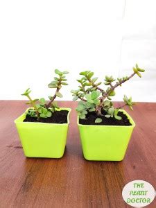 THE PLANT DOCTOR Jade Plant Price in India - Buy THE PLANT DOCTOR Jade ...