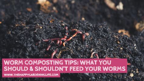 Image result for Worm Composting Tips