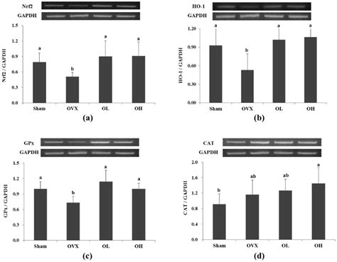 Hawthorn Fruit Extract Elevates Expression of Nrf2/HO-1 and Improves ...