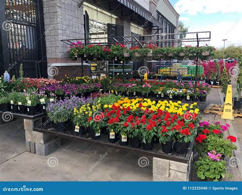 Flowers for Sale at Lowes Garden Center Editorial Image - Image of ...