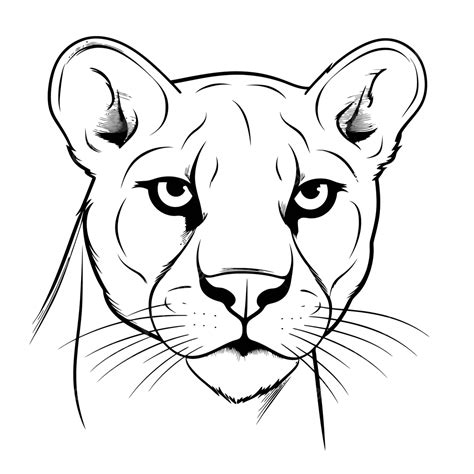 Wildlife Drawing Step By Step How To Draw A Cougar
