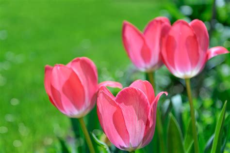 Free Images : flower, flowering plant, petal, tulip, natural ...