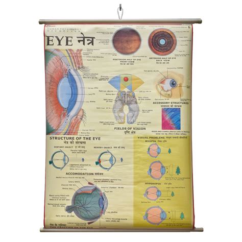 Buy Human Eye Chart Laminated Wall Chart (Size 100X75 CM) Perfect for Classroom, Student, School ...