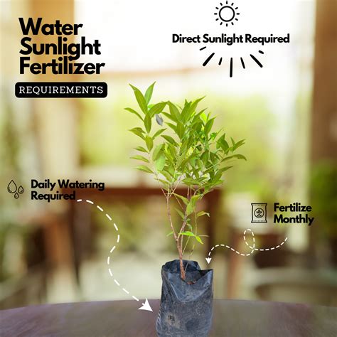 Euginea Red (Syzygium Gratum) Ornamental Live Plant (Home & Garden ...