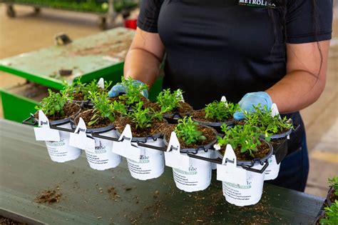 Introducing the HC Low-Profile Tray: A Sustainable Revolution in Horticulture | The HC Companies