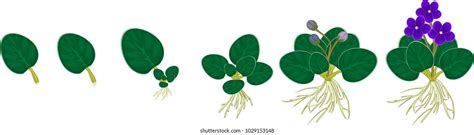 Image result for Vegetative Reproduction Picture