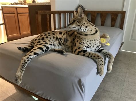 Serval Cat House Pet at Kristopher Bayly blog