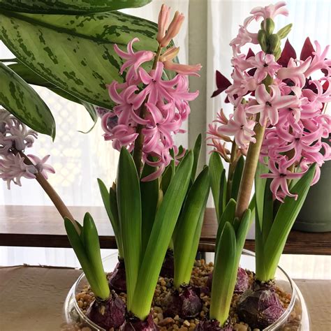My forced Hyacinths are blooming and the whole house smells amazing! : r/IndoorGarden - what is the smell of hyacinth