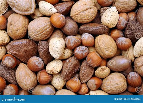 Mix of nuts in shell stock photo. Image of crack, black - 28091984