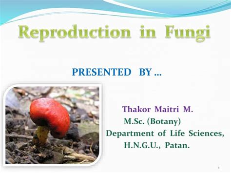 Image result for Fungi Reproduction
