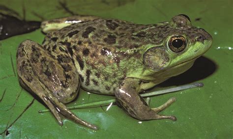 North American Frog Sounds
