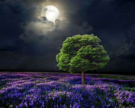 Flowers In Night Wallpaper