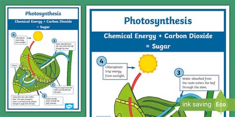 Photosynthesis Leaf Poster - Primary