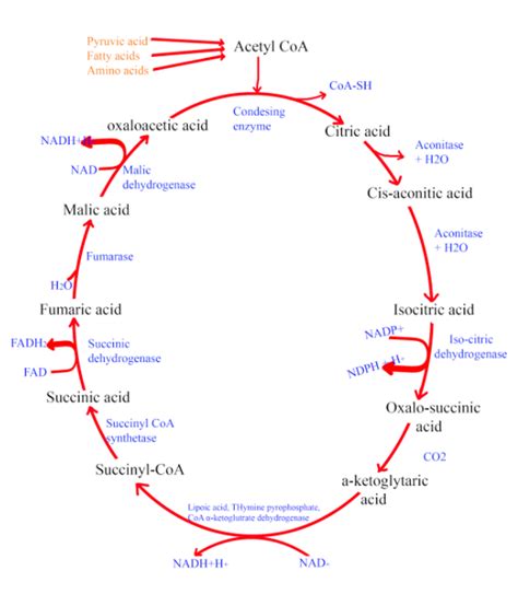 What is Cellular Respiration - Biology - BioChemiThon