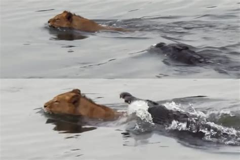 Animal Viral Video: Jungle King Loses Terror in Water? Lion's Faceoff ...