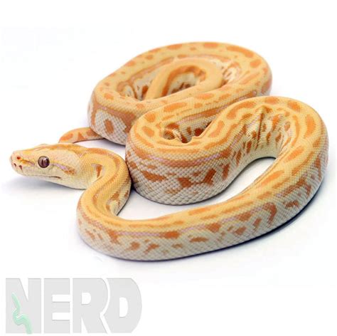 Image result for Owning Male Burmese Python