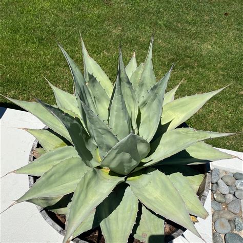 Image result for Century Plant Root System