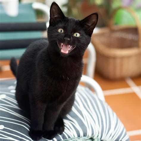 20 Surprising Cat Facts You’ve Never Heard