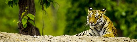 Corbett and Golden Triangle Tour: Wildlife Safari & Cultural Delights