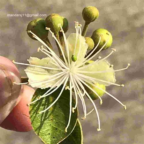 Capparis grandis