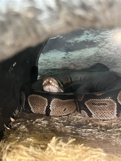 Image result for Petco Green Tree Python