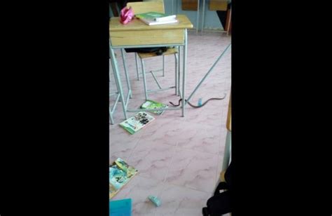 Image result for Krabi Python