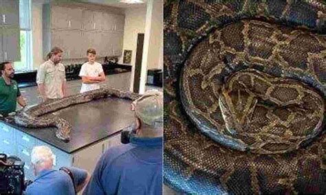 Image result for Biggest Reticulated Python