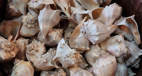 Image result for Marine Shells