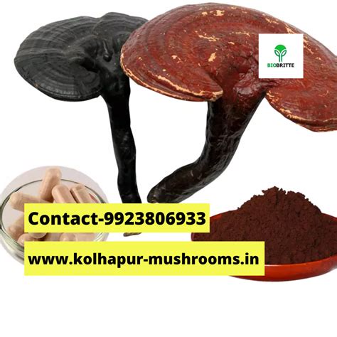 Ganoderma lucidum growing kit | mushroom spawns | biobritte store
