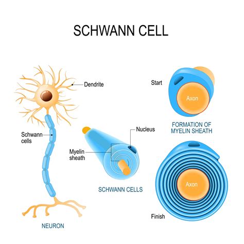 Oligodendrocytes Vs Schwann Cells Oxidative Stress And Impaired